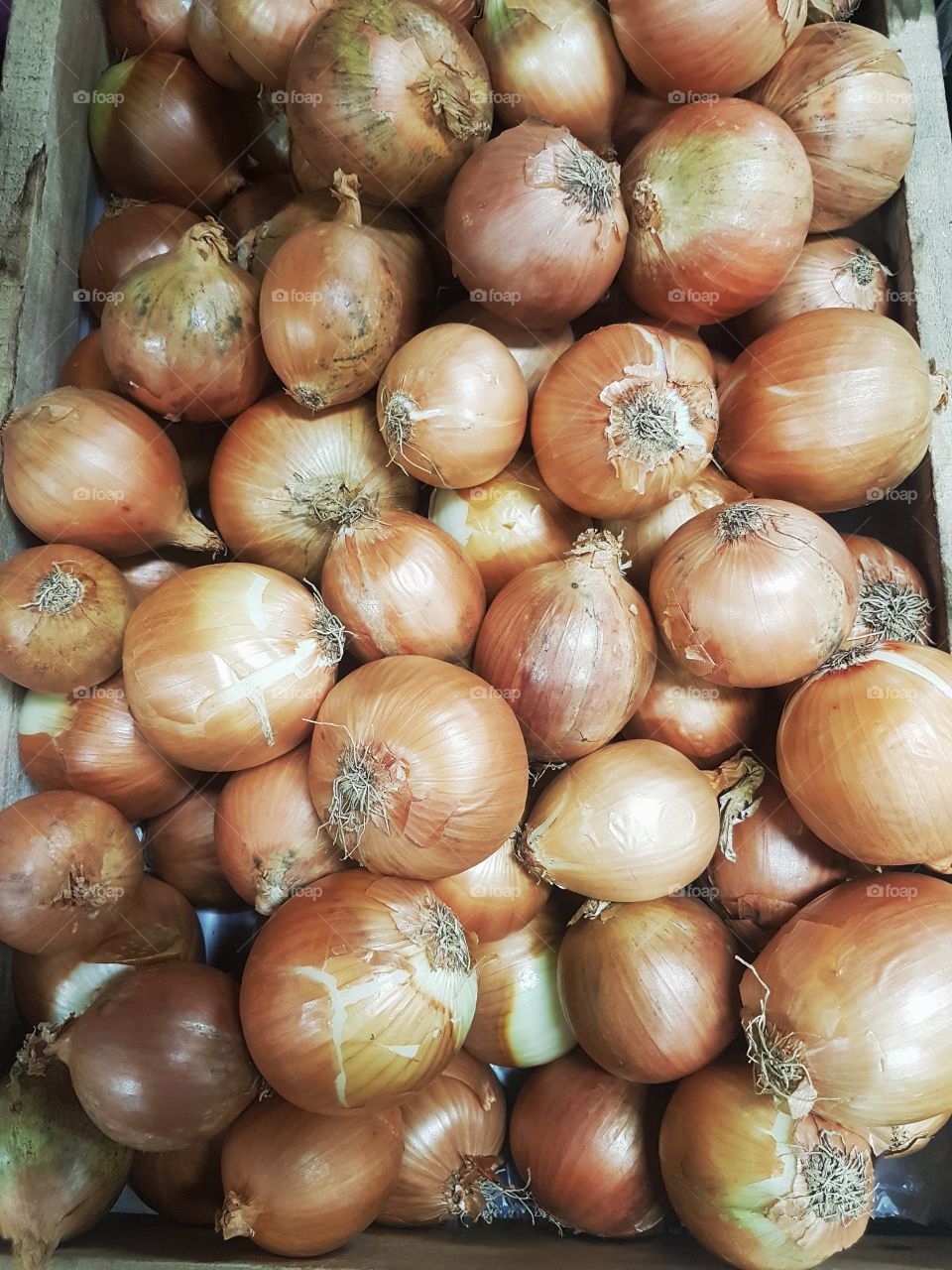 Fresh Brown Onions fruit and vegetables