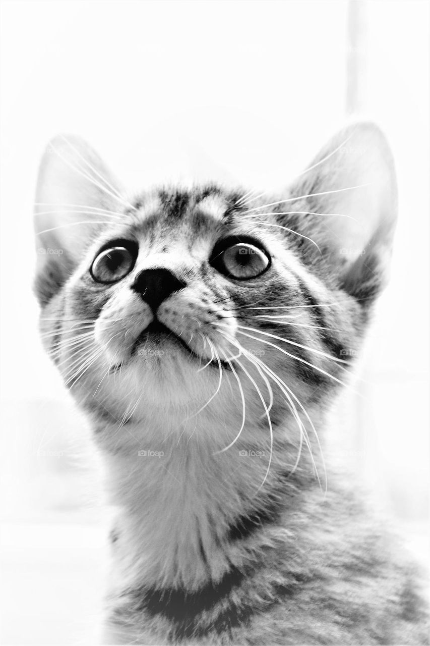 black and white close up portrait from a very cute  striped kitten with big eyes ears and whiskers