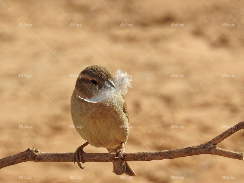 Bird perching on twig