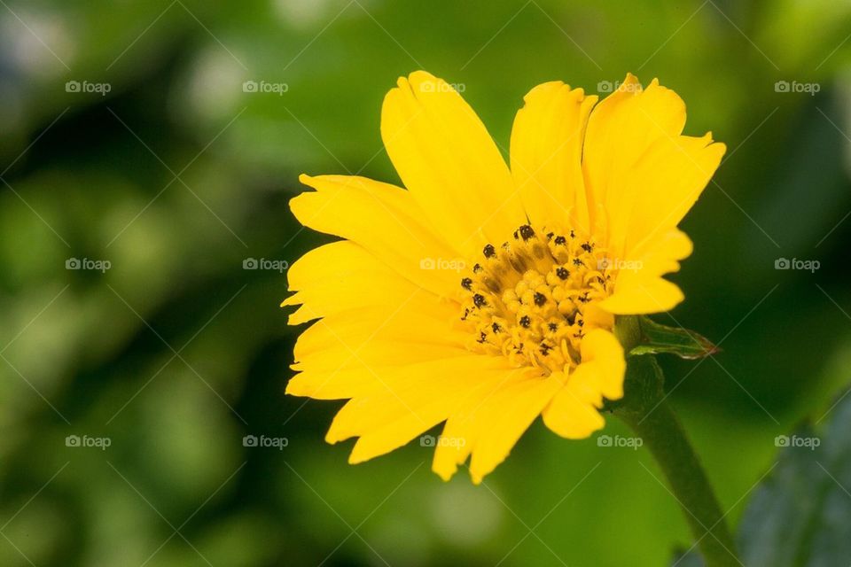 yellow flower. 小黄花。