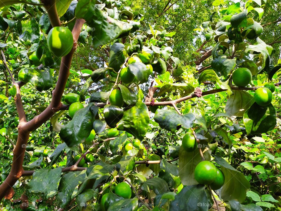 Apple bor fruit images