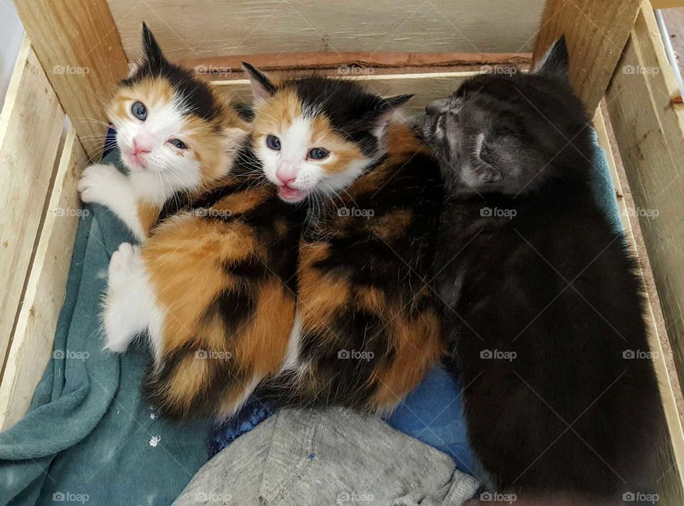 Little Kitties