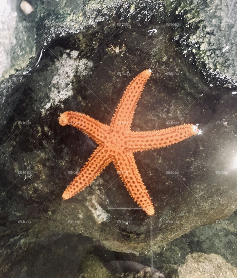 A five-pointed starfish. Which of the odd numbers best represents the mission: 1 for the number of stars or 5 for the number of your arms?