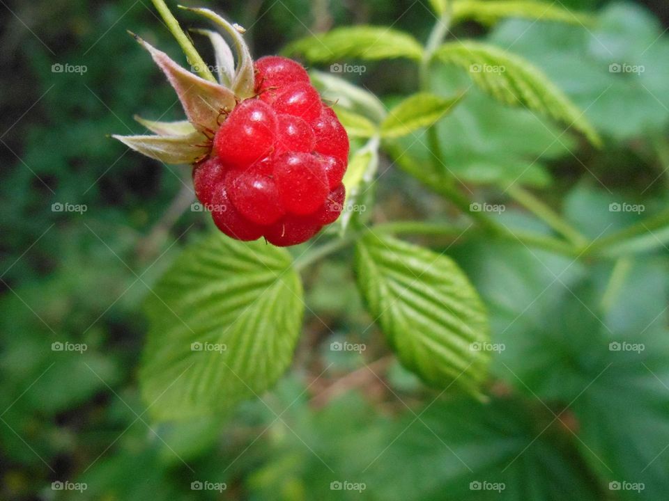 Leaf, Fruit, Nature, Food, Berry