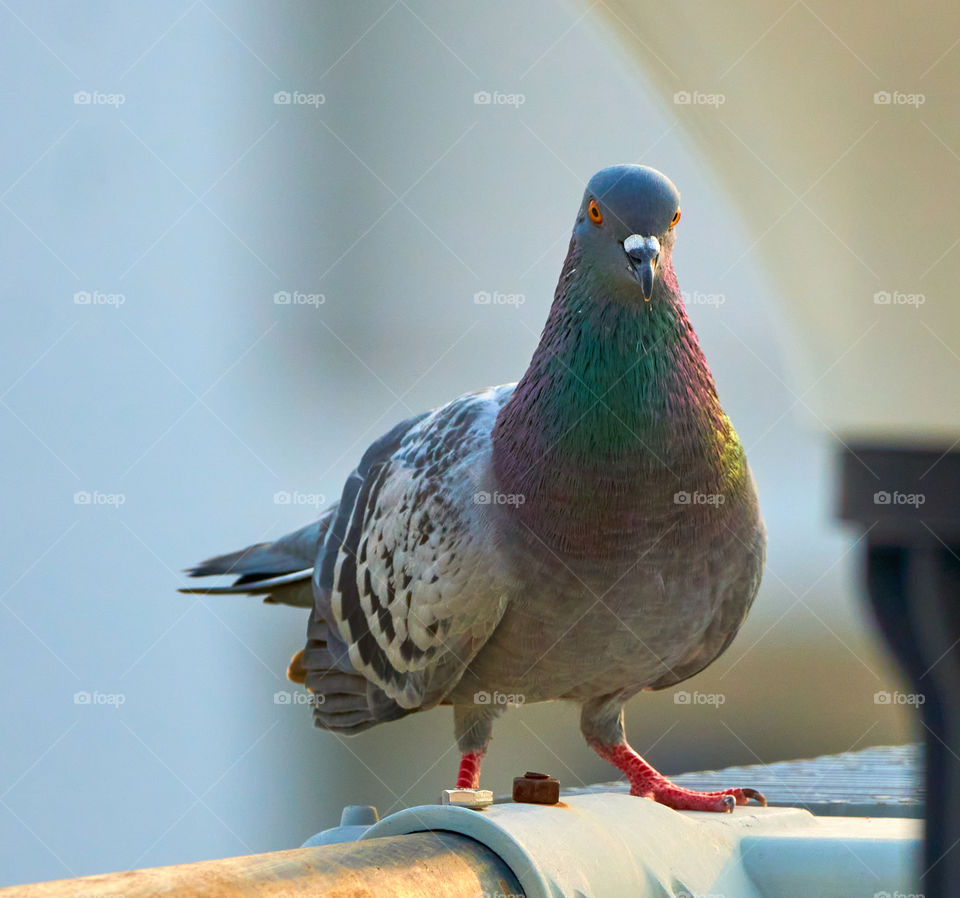 Bird photography  - dove  - closeup