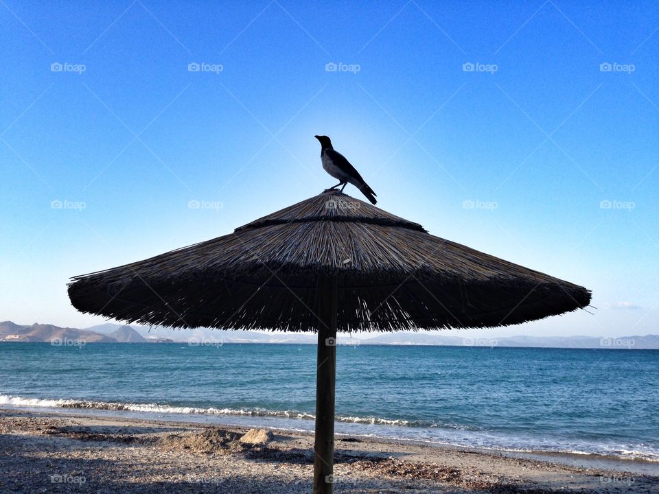 Seabird on beach umbrella
