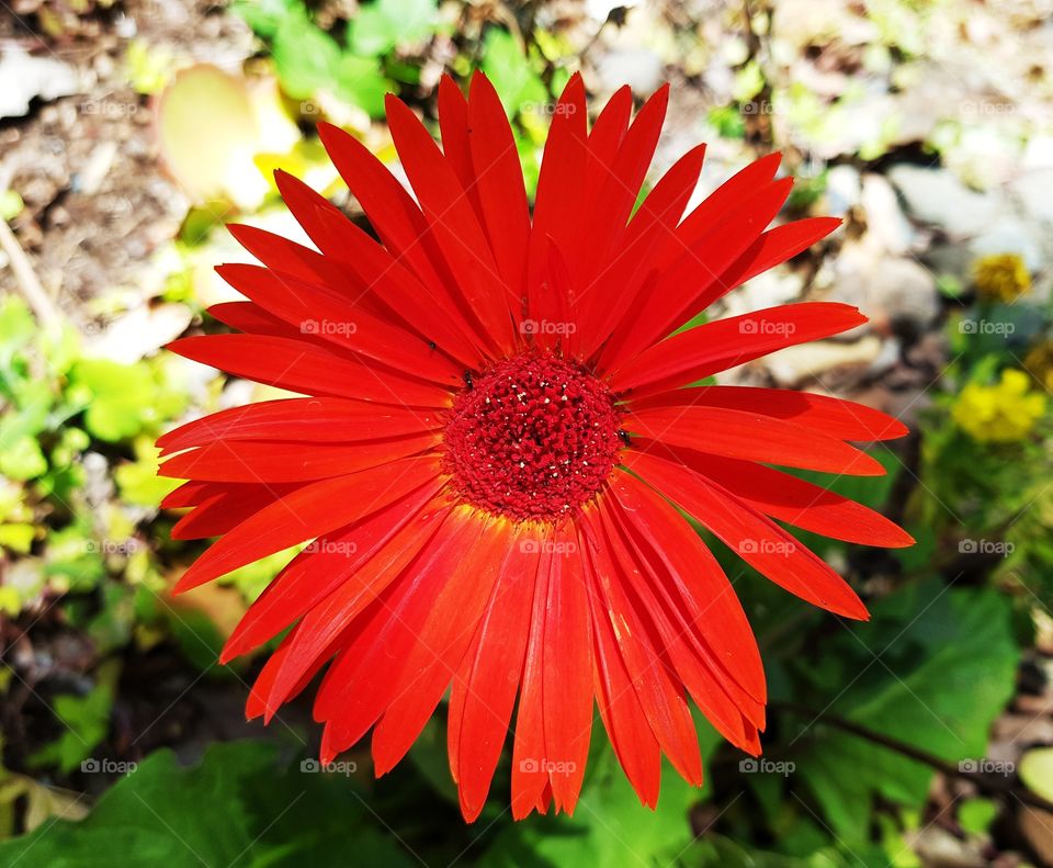 Gerbera