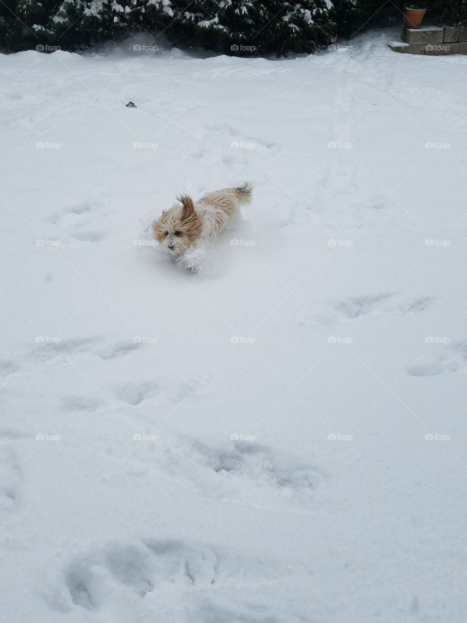 Snow Dog