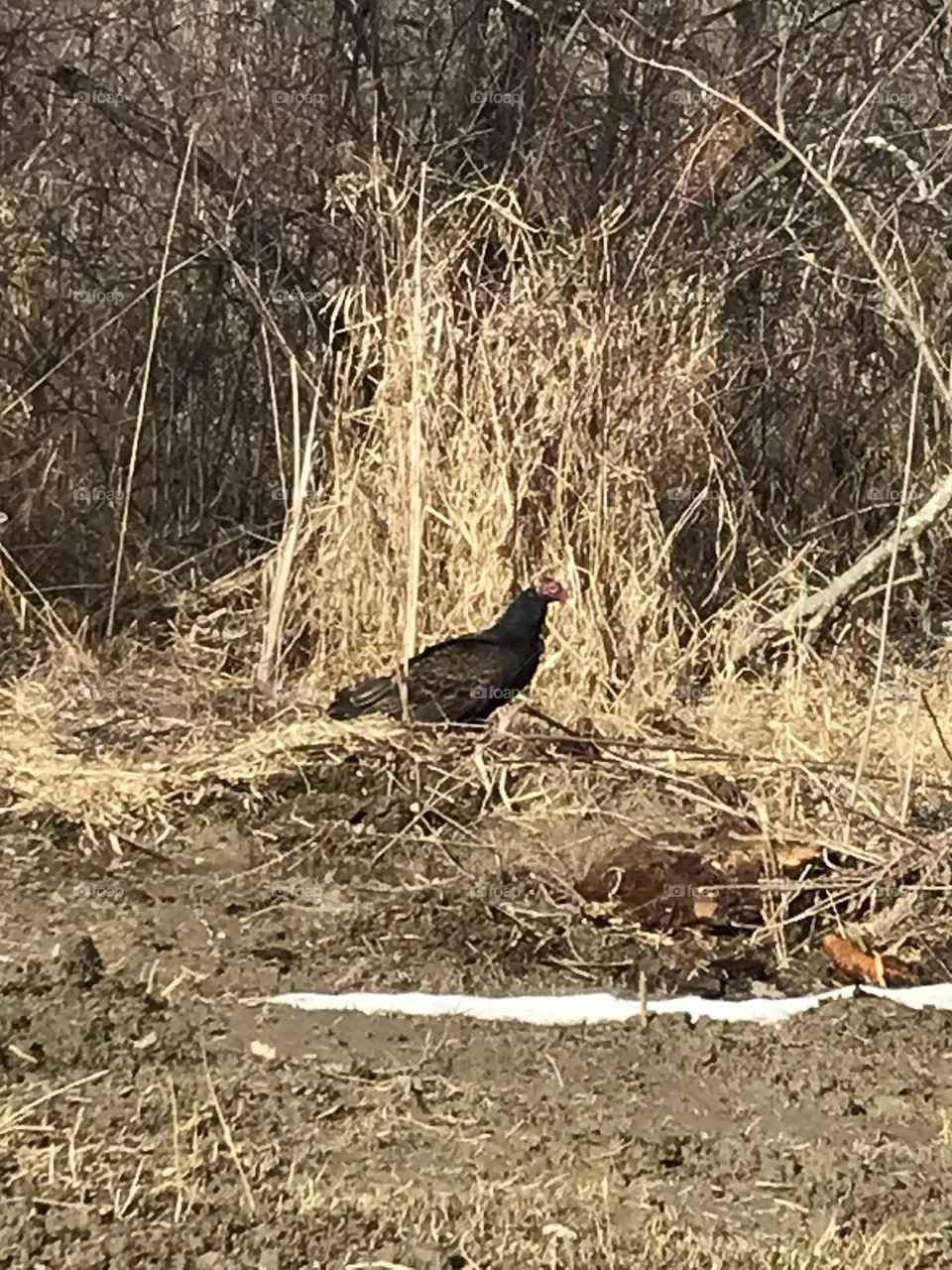 Vulture