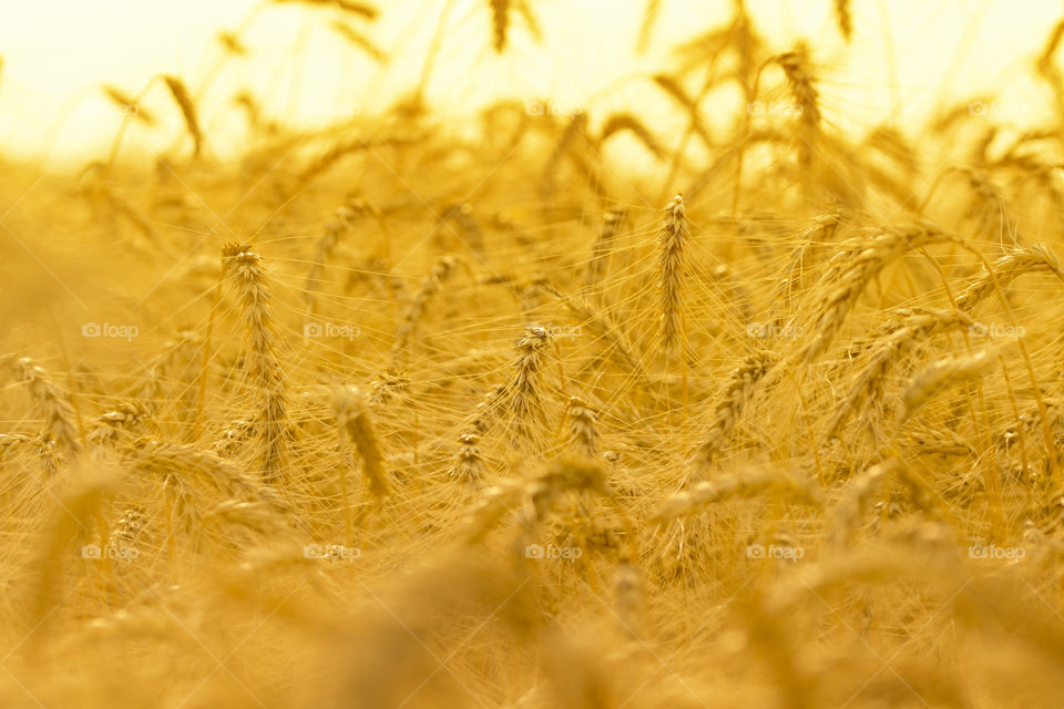 Background of ripening ears of meadow wheat field. Rich harvest Concept.