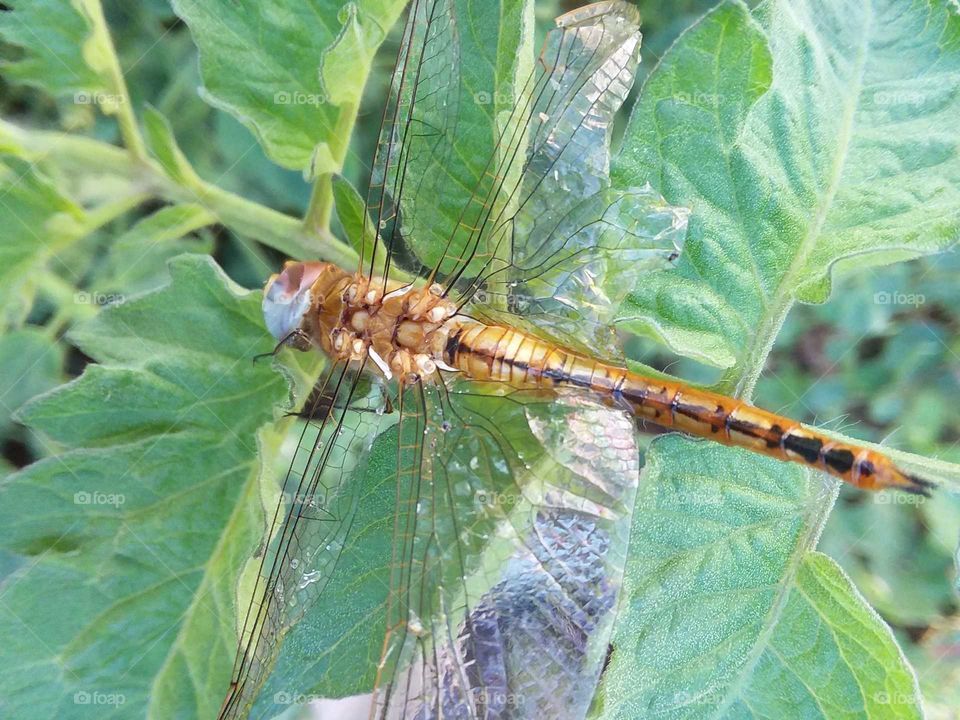Insect, Dragonfly, Invertebrate, Nature, Leaf