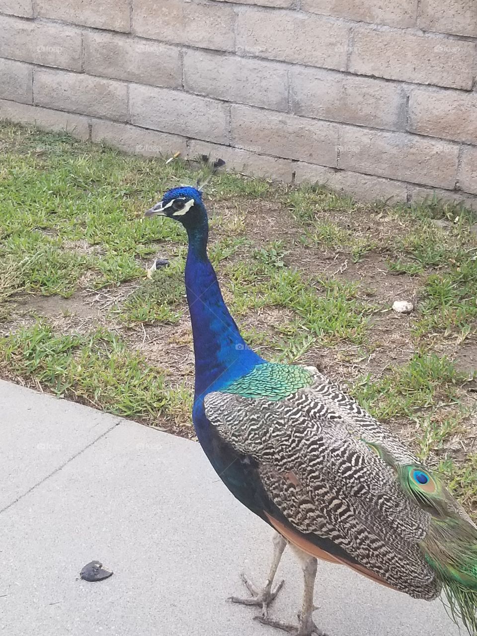 Peacock wandering the streets