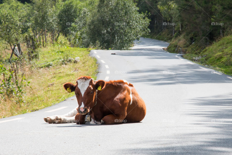 Cow sitting on road