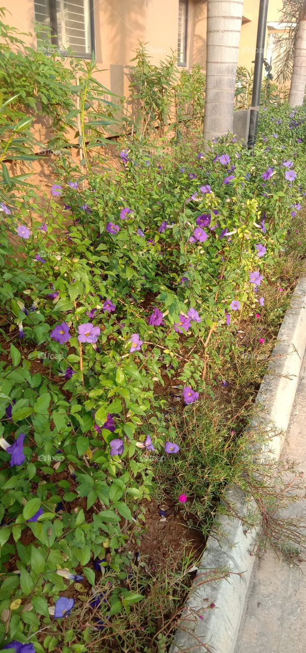 purple blooms 🌸❤️✨