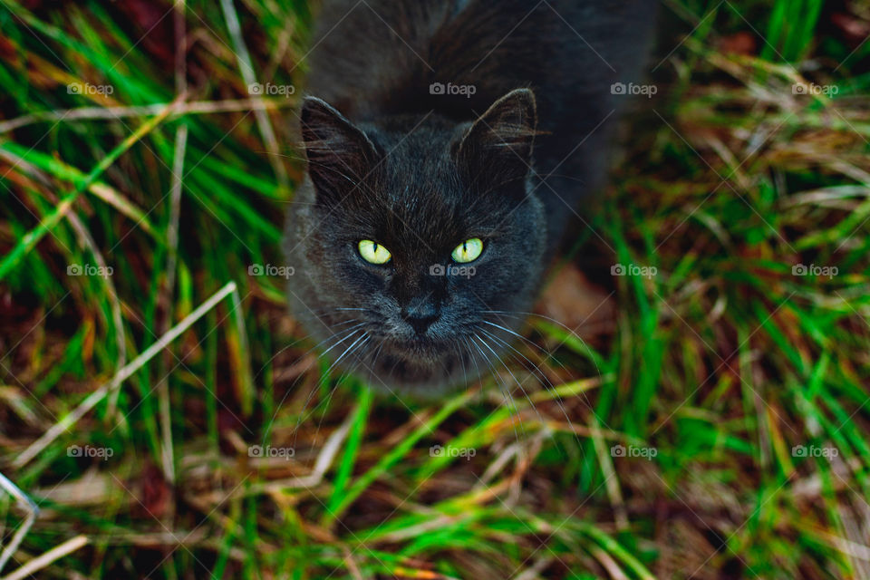 Beautiful cat with green eyes sitting and looking to the camera.