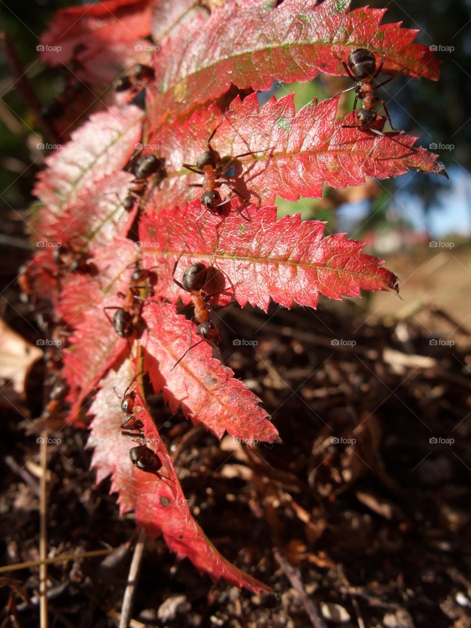 There is an ant hill close to my house. The weather has been nice so the ants have been very busy and active. I noticed that many ants makes an interesting sound.