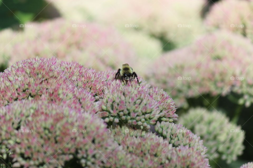 Flower carpet 