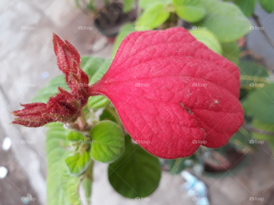 Beautiful red leaf