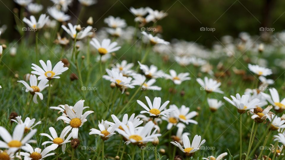 White flower flied in Nuwara Eliya - Sri Lanka