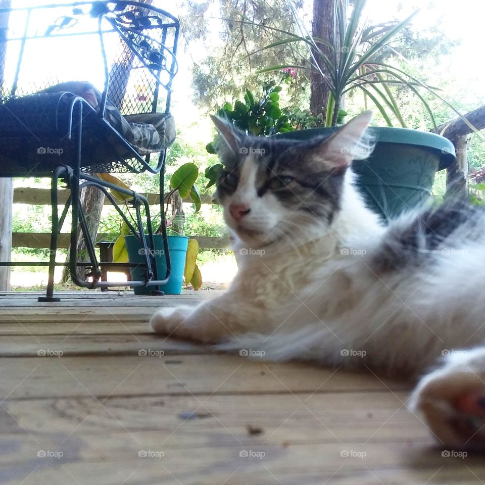 Cat on Porch 5