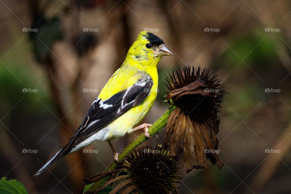 Gold finch on a dry Echinacea flower