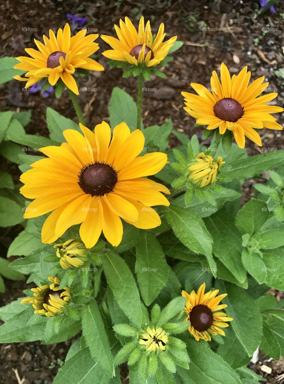 Yellow Flowers