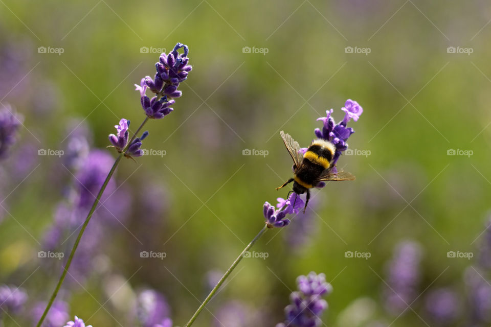 Honey Bee on Summer Lavender