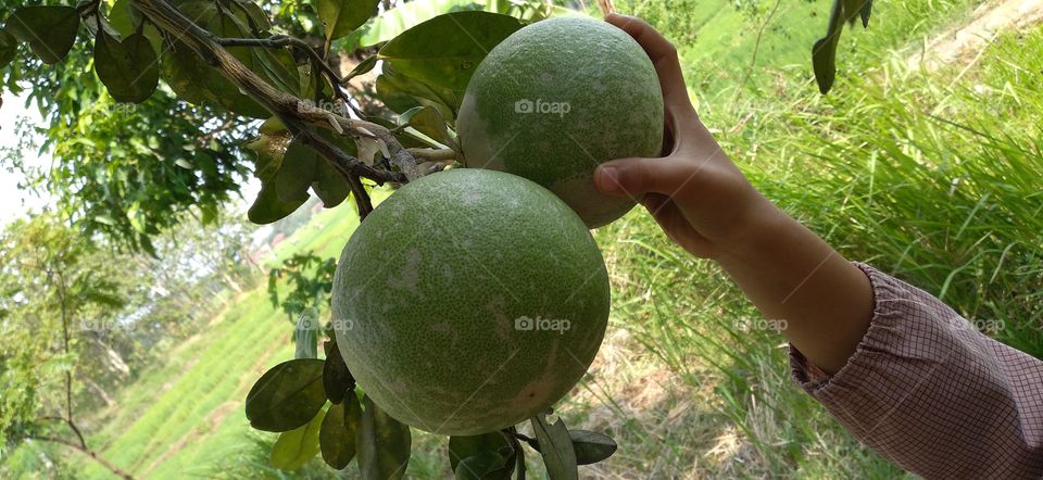 Large oranges, or pomelos, are the largest fruit-producing oranges. The name "pomelo"