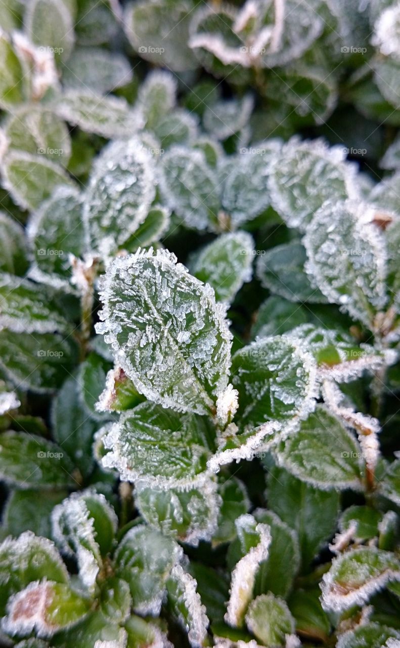 Close-up of frozen leaves