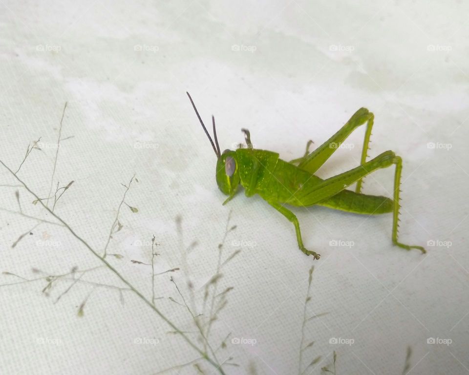 Green mantis on the floor