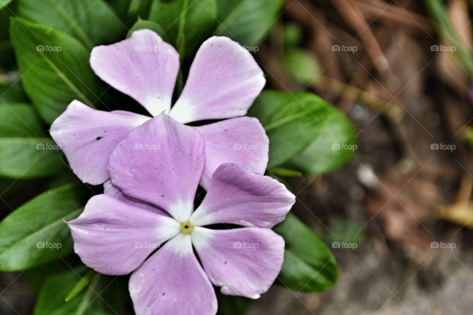 Lite purple flowers closeup