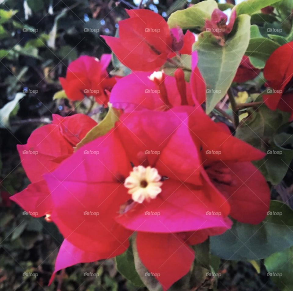 🌹 🇺🇸 Very beautiful flowers to brighten our day.  Live nature and its beauty. Did you like the delicate petals? / 🇧🇷 Flores muito bonitas para alegrar nosso dia. Viva a natureza e sua beleza. Gostaram das pétalas delicadas? 
