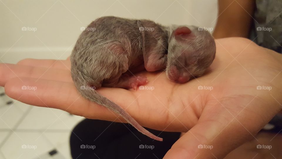 new born kitten , premature, little , gray , adorable