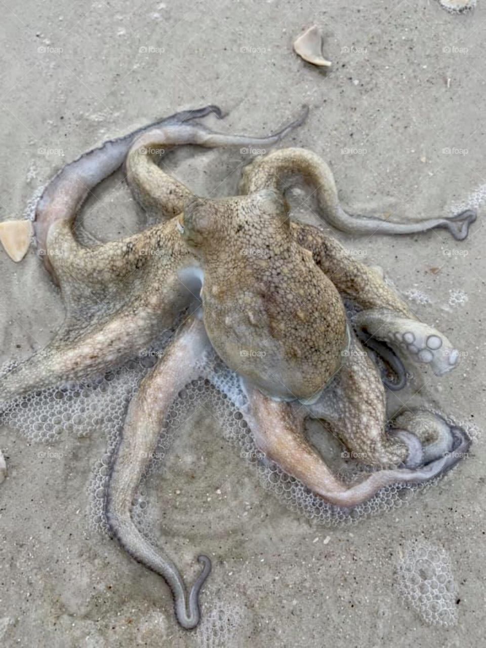 Octopus on beach 