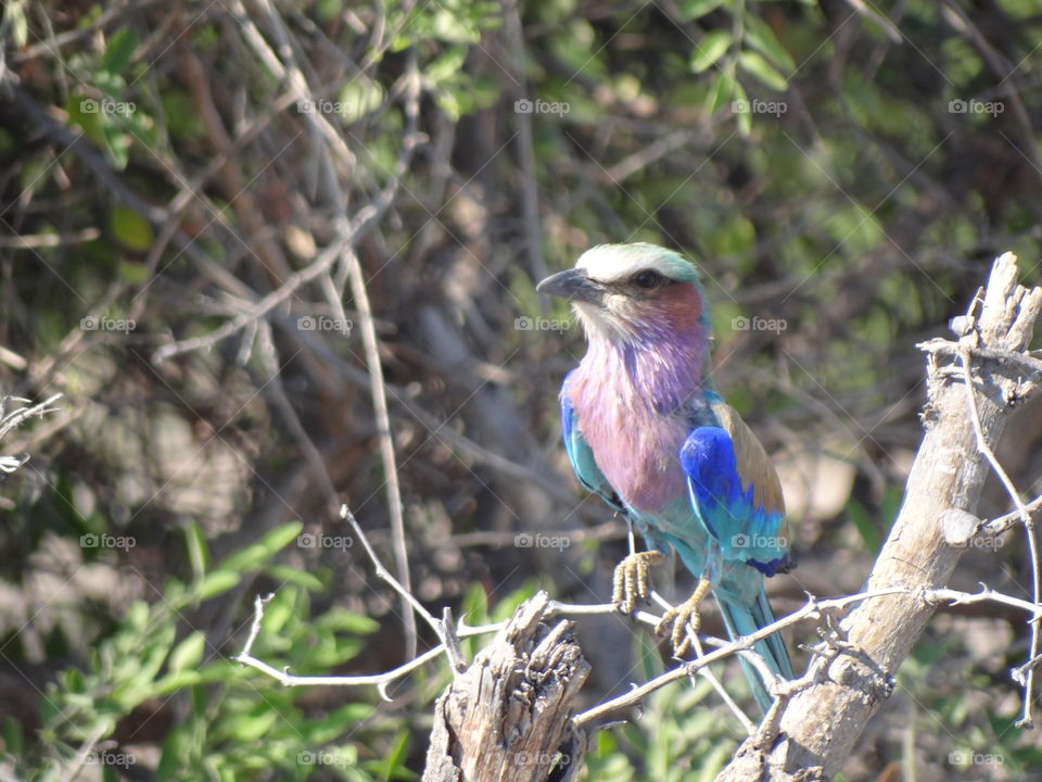 Colorful African bird
