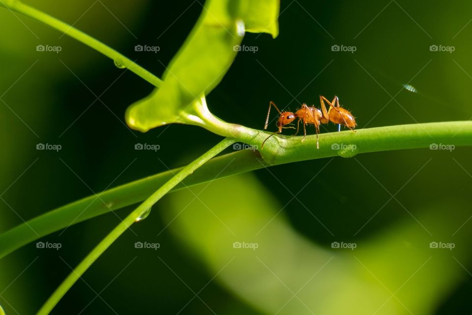 A chestnut carpenter ant scurries down the curved stem looking for breakfast or enjoying the scattered droplets of dew. 