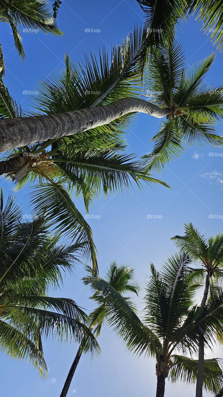 Different angles of palm trees.