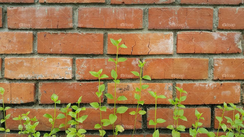 red wall with plant