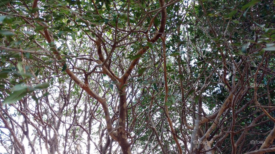 Galhos... folhagens de jaboticabeiras.