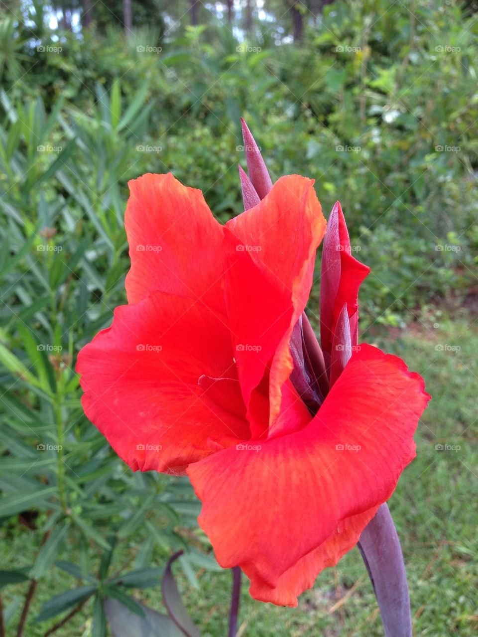 Red Lilly