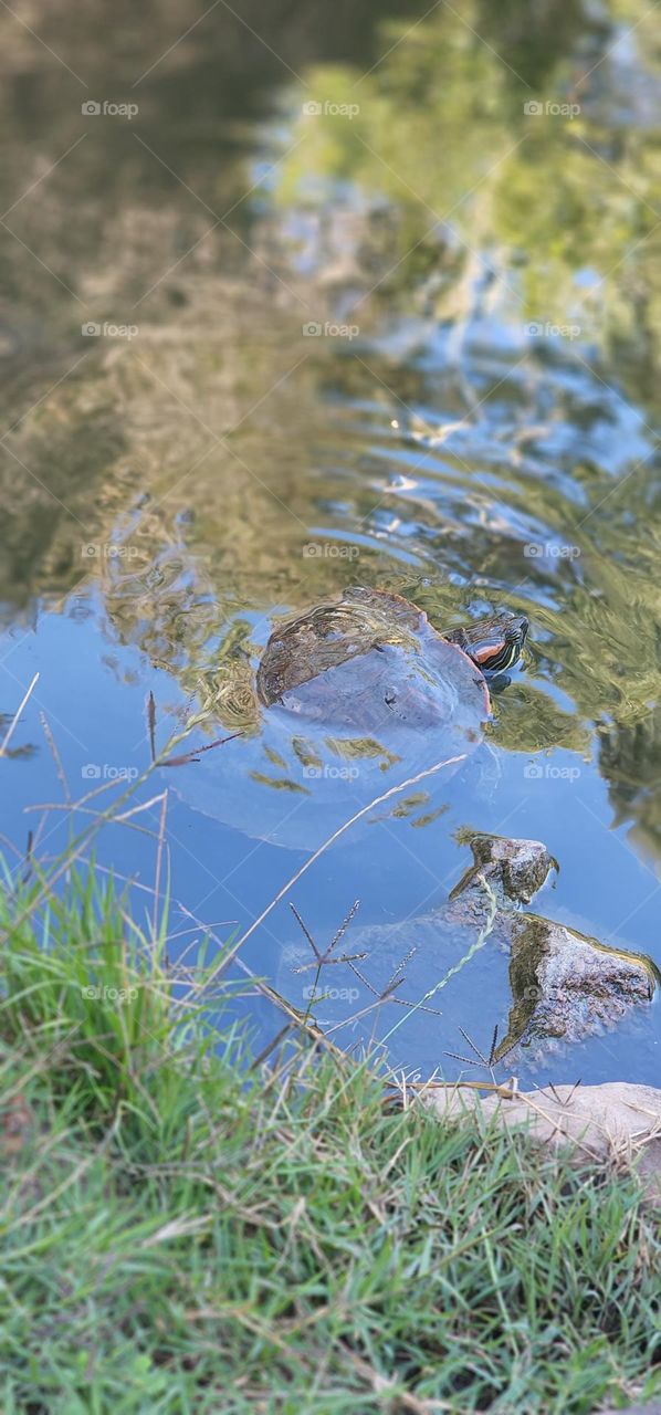 turtle in a pond