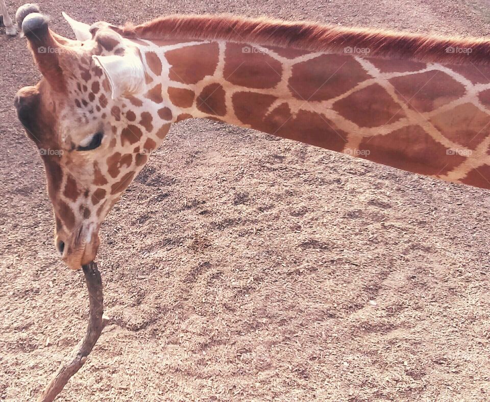 Giraffe eating off of a stick