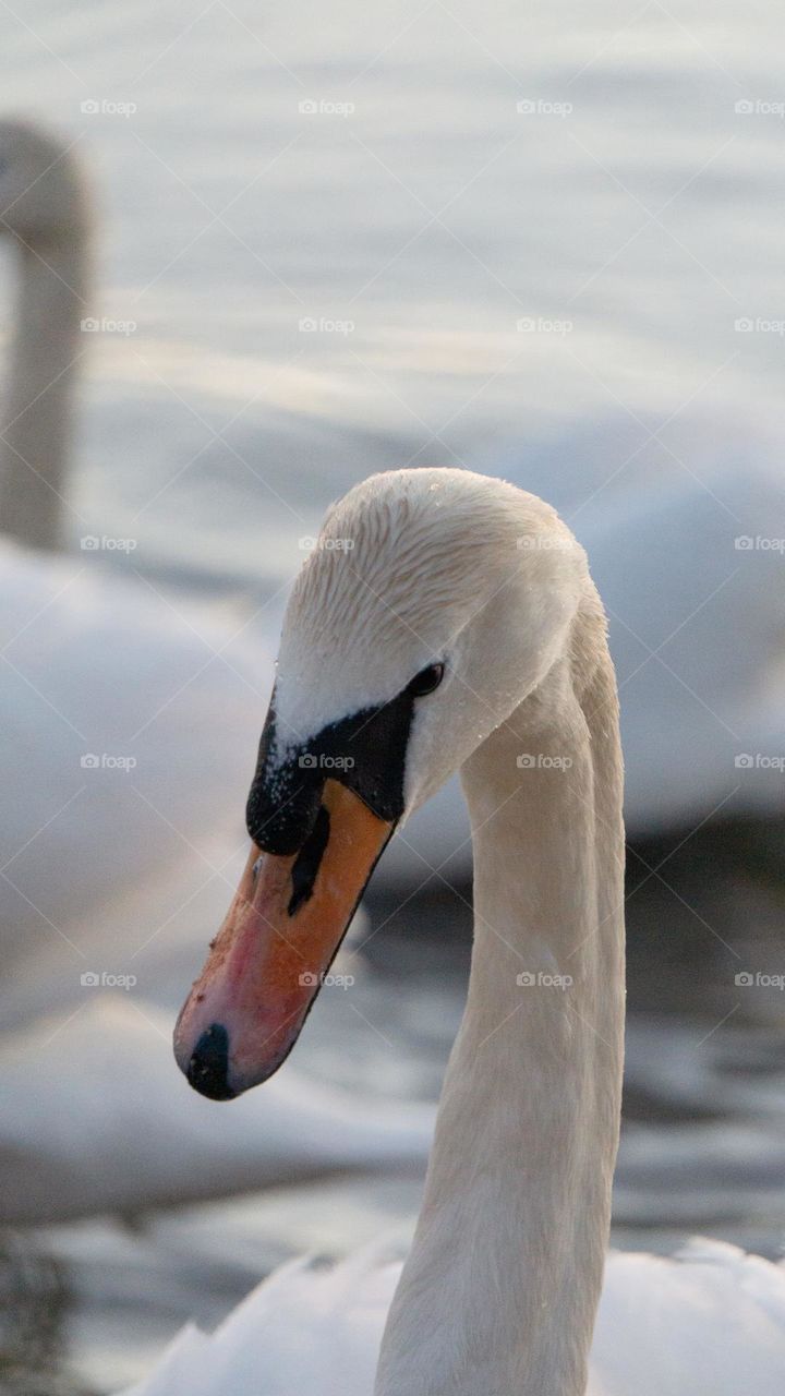 swan