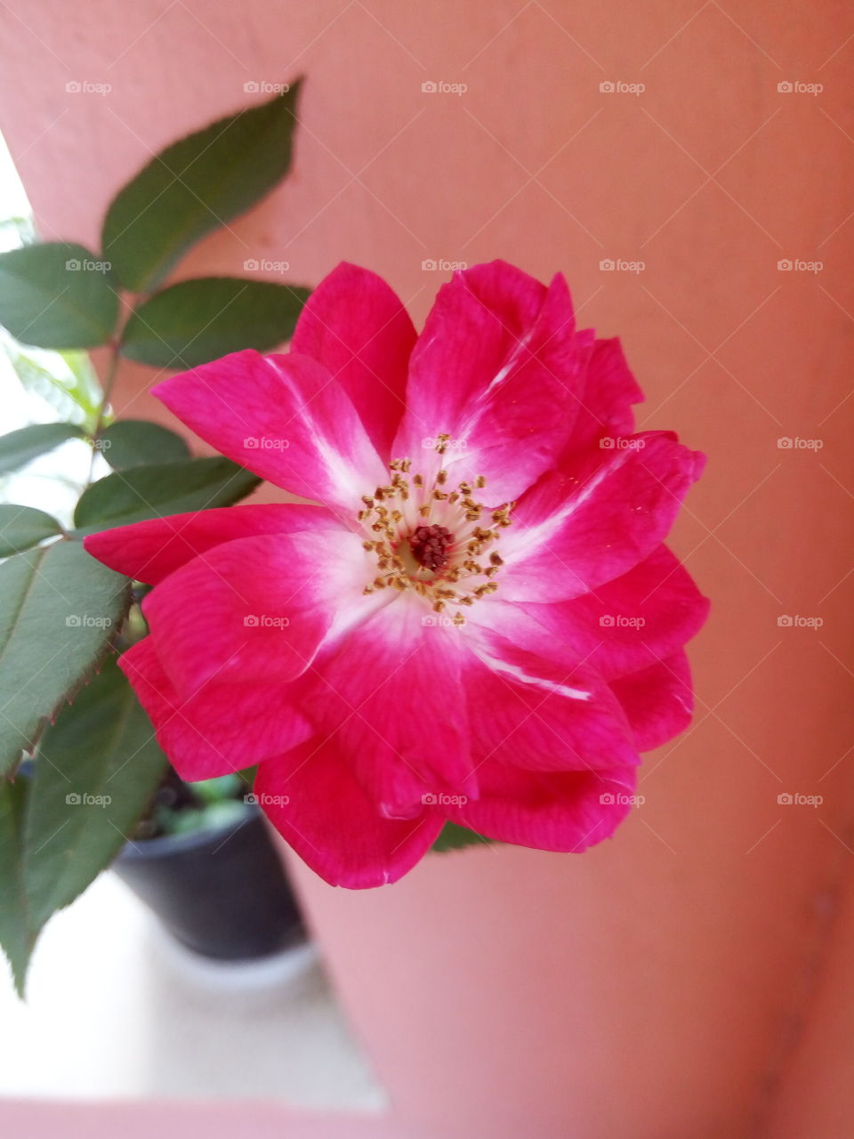 inner beauty in a rose