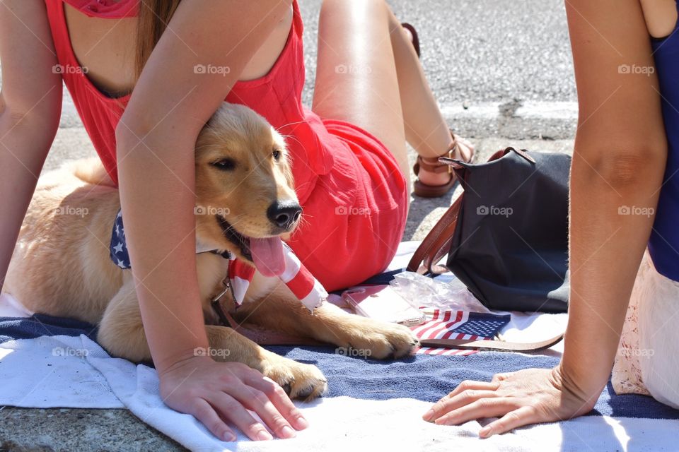 Cute golden retriever puppy watching Independence Day parade with his owners