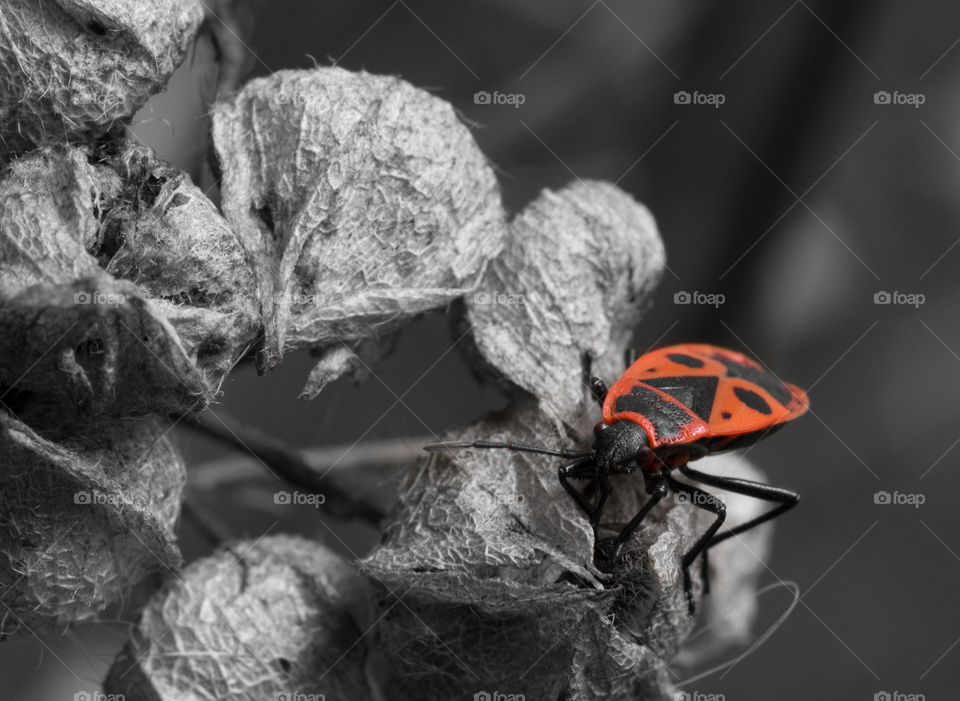 Selective color insect firebug