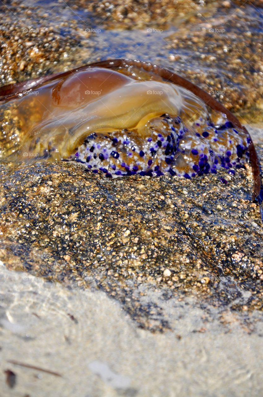 Violet jelly fish 