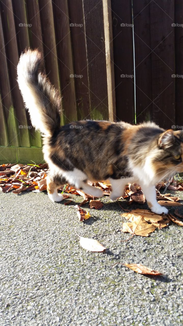 Mammal, Cute, Animal, Pet, Portrait