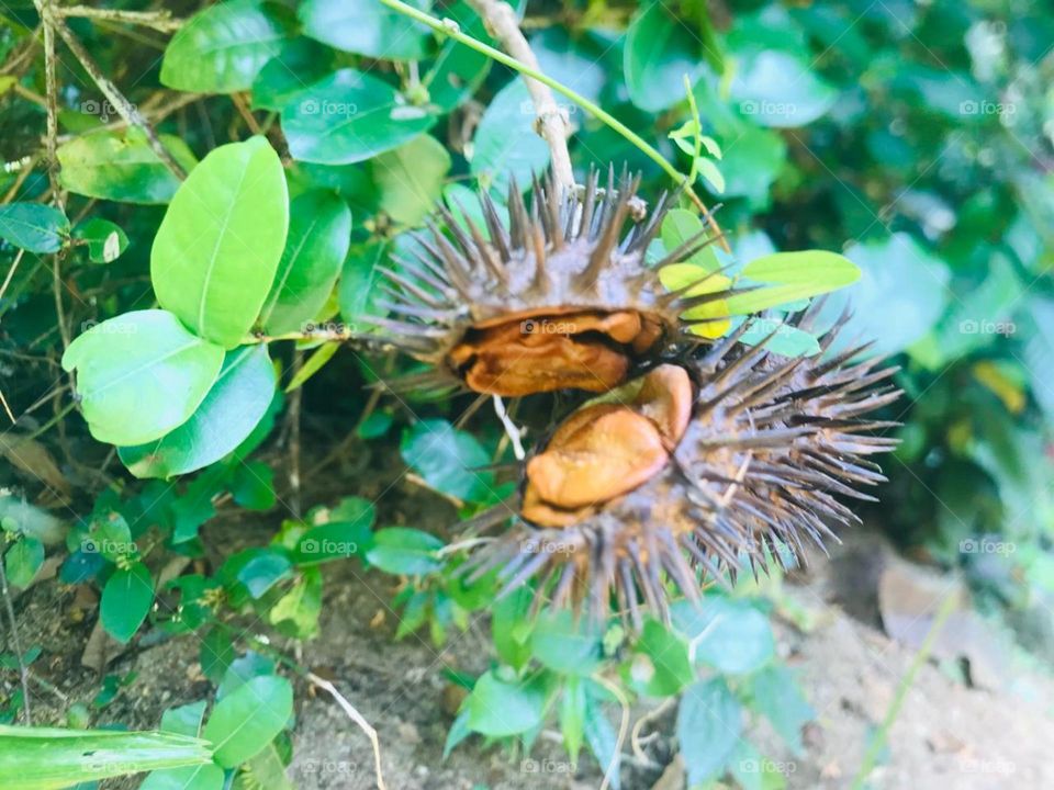 Explosive natural fruits