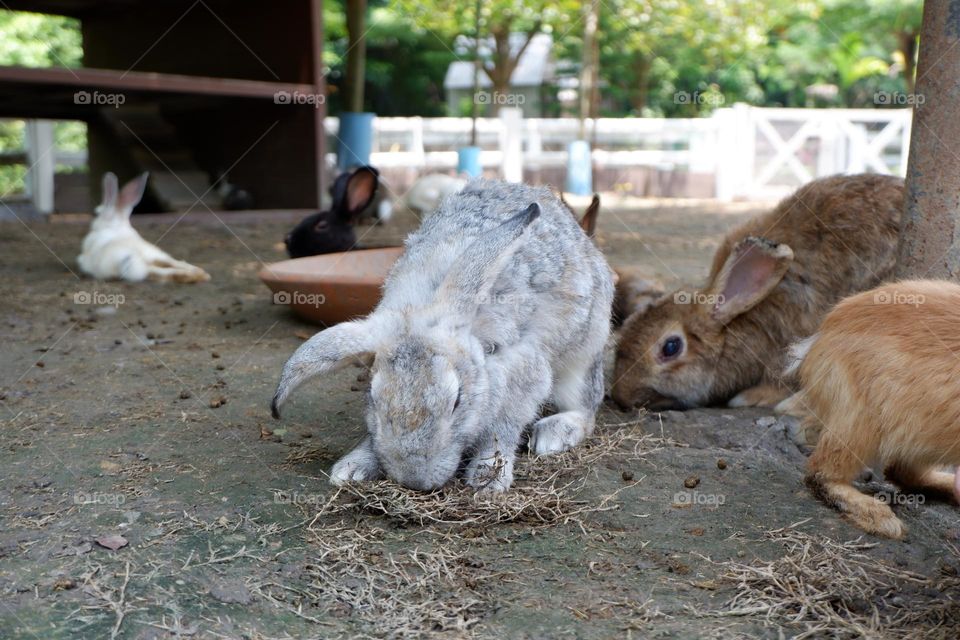 The activities of the rabbit and his friends include eating, walking.